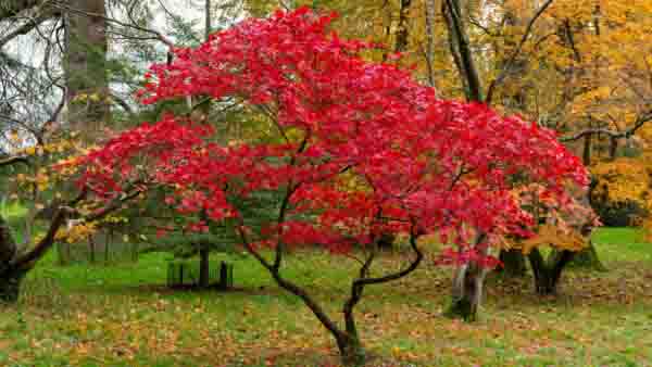Japanese Maple – Captivating Journey into Nature’s Artistry
