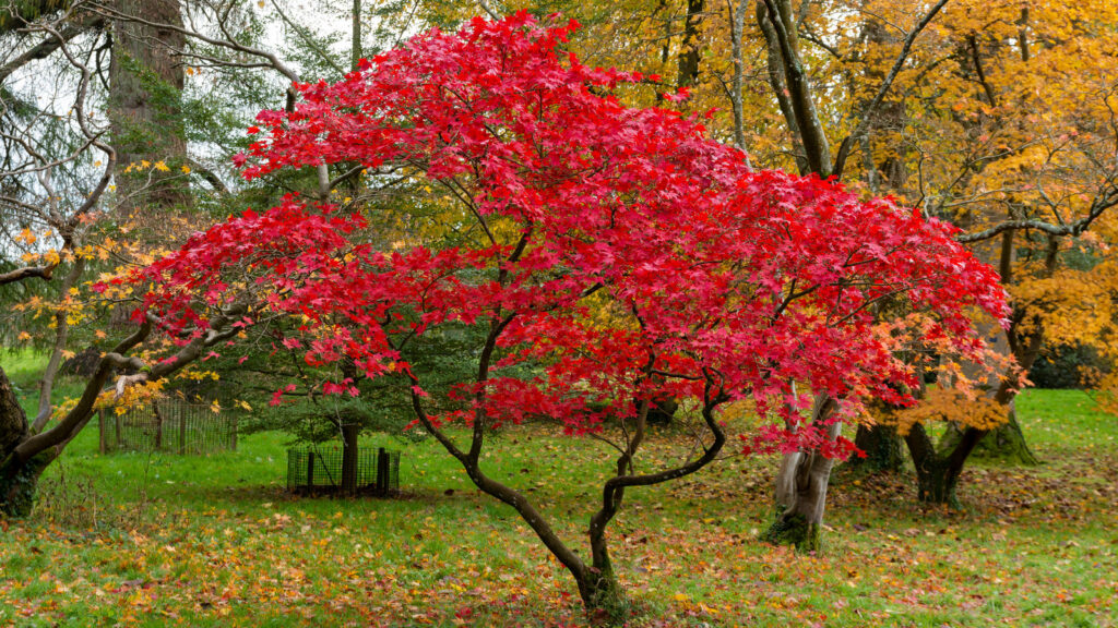 Beauty of Japanese Maple – Captivating Journey into Nature’s Artistry