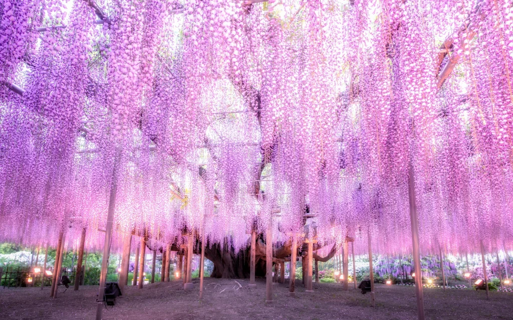 Exploring the Enchanting Wisteria Festival at Ashikaga Flower Park in 2024