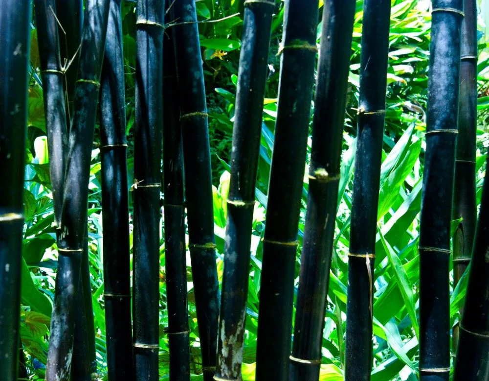 Rare Occurrence: Black Bamboo Bloom Once in 120 Years