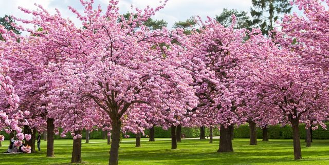 Exploring Tokyo’s Shinjuku Gyoen: For Cherry Blossom Event