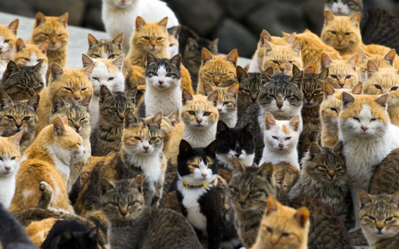 Cats in japan – Exploring the Fascination
