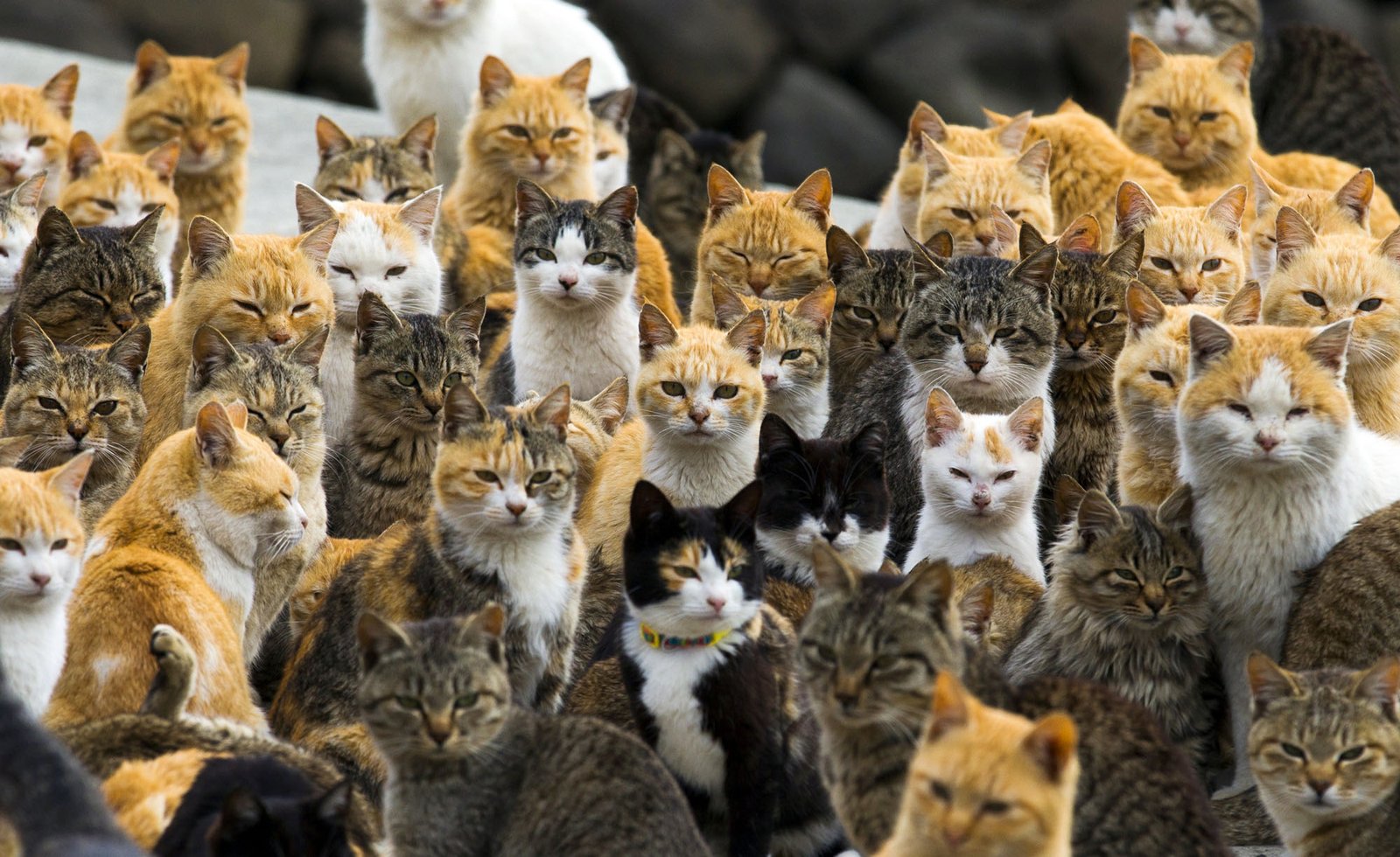 Cat in japan – Exploring the Fascination